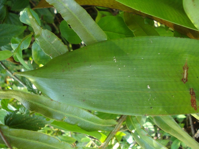 Vriesea friburgensis