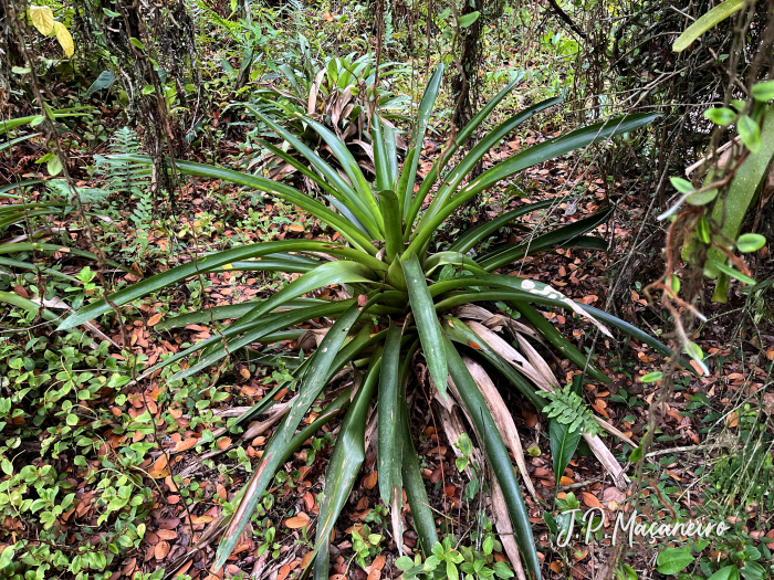 Vriesea friburgensis
