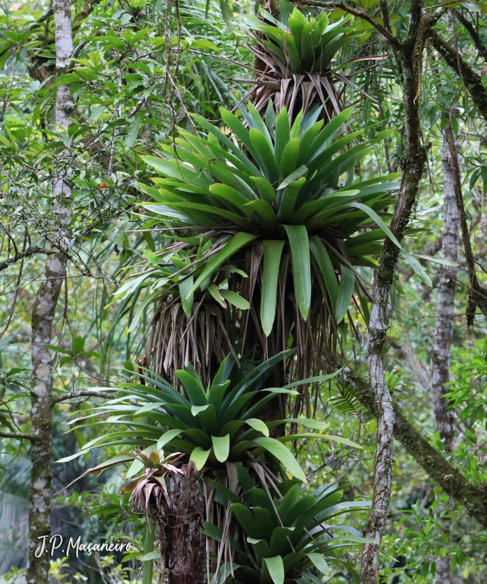 Vriesea gigantea