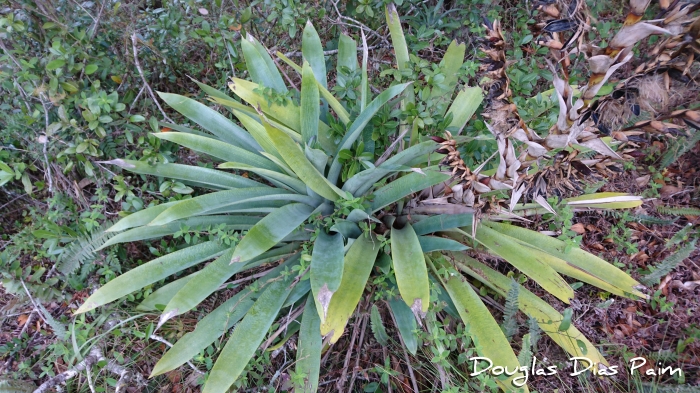 Vriesea gigantea