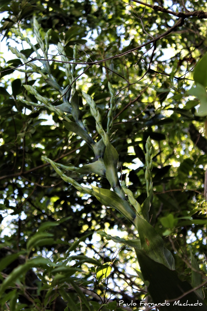Vriesea gigantea