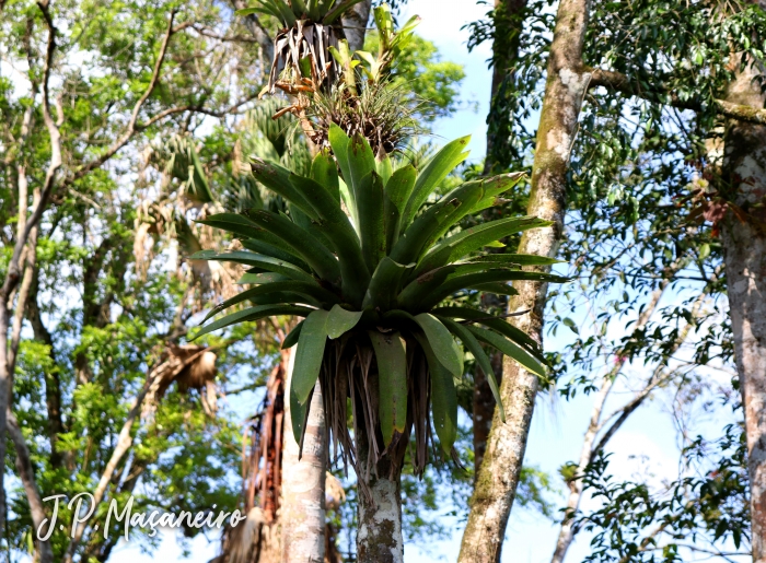 Vriesea gigantea