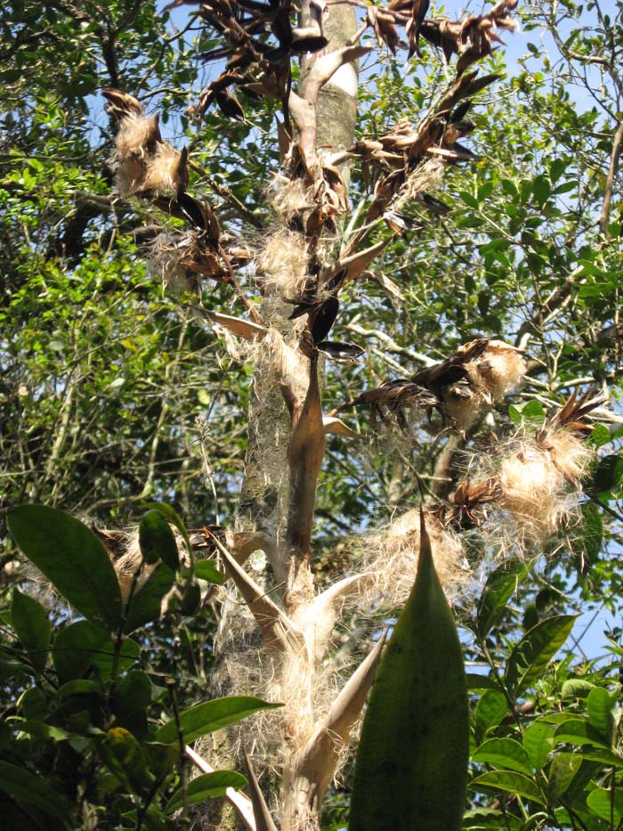 Vriesea gigantea