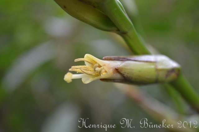 Vriesea gigantea