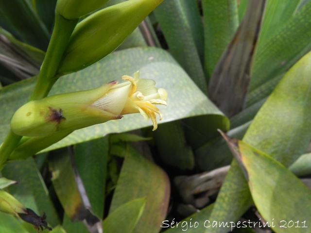 Vriesea gigantea