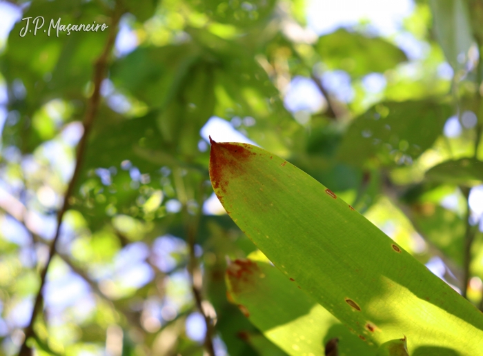 Vriesea philippocoburgii