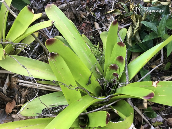 Vriesea philippocoburgii