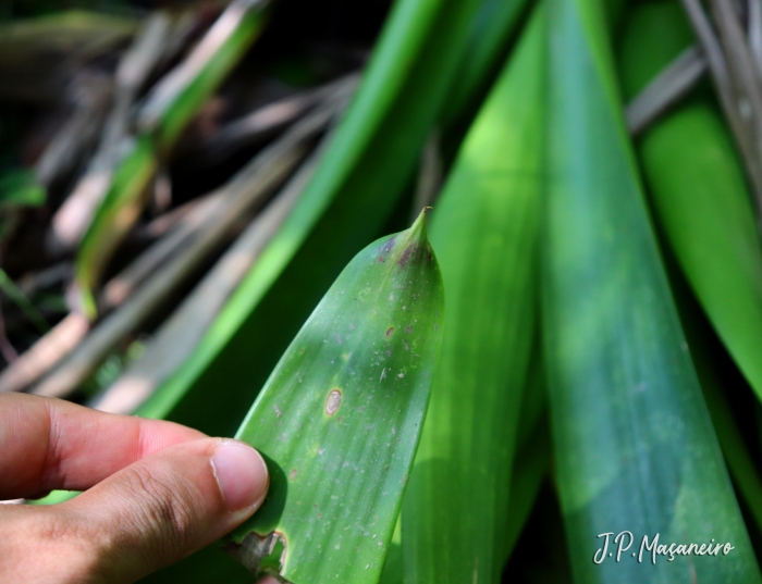 Vriesea philippocoburgii