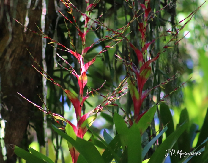 Vriesea philippocoburgii