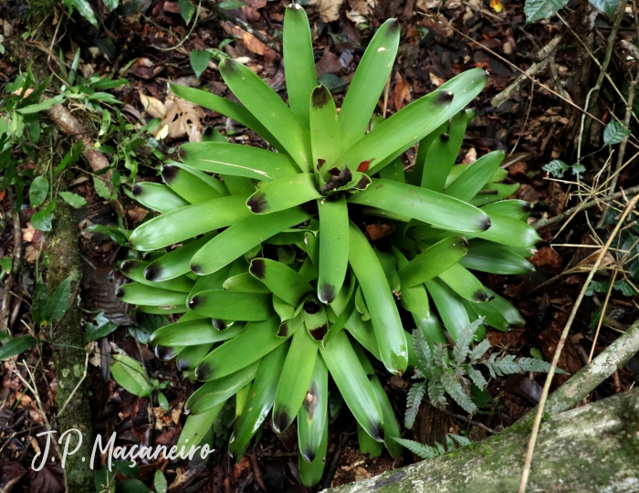 Vriesea philippocoburgii