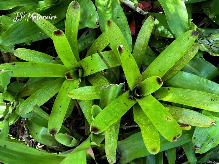 Vriesea philippocoburgii