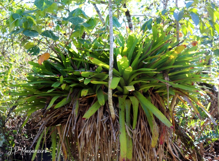 Vriesea philippocoburgii