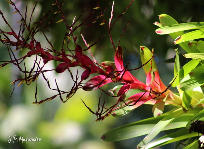 Vriesea philippocoburgii