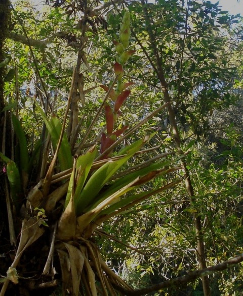 Vriesea philippocoburgii