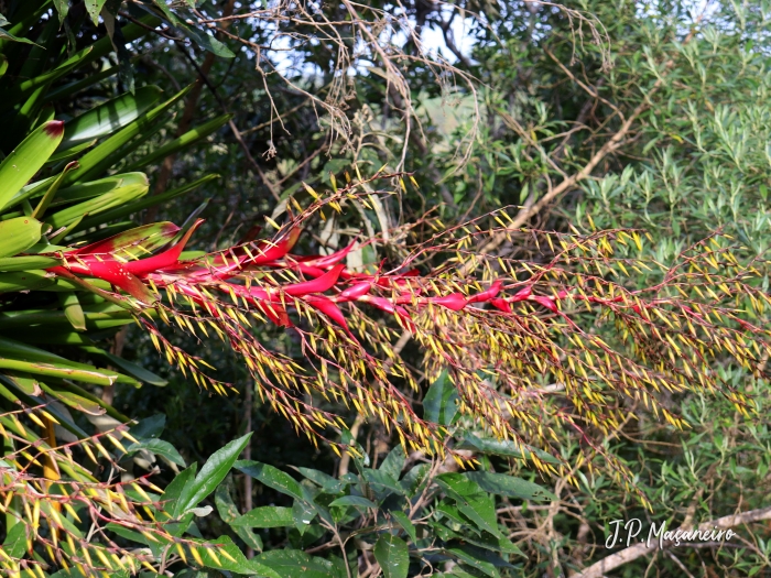 Vriesea philippocoburgii