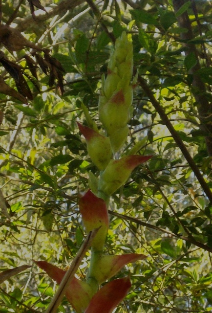 Vriesea philippocoburgii