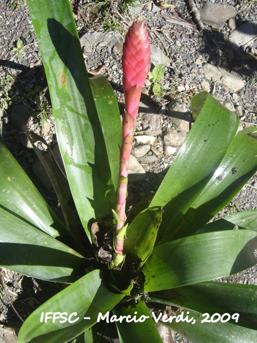 Vriesea platynema