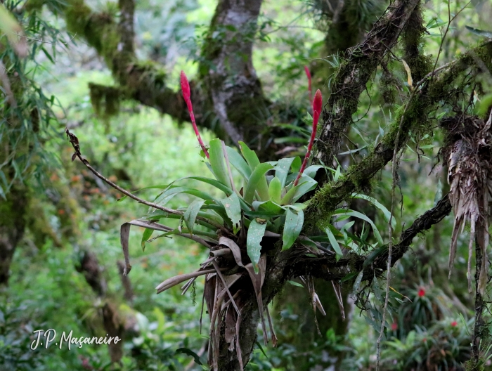 Vriesea platynema