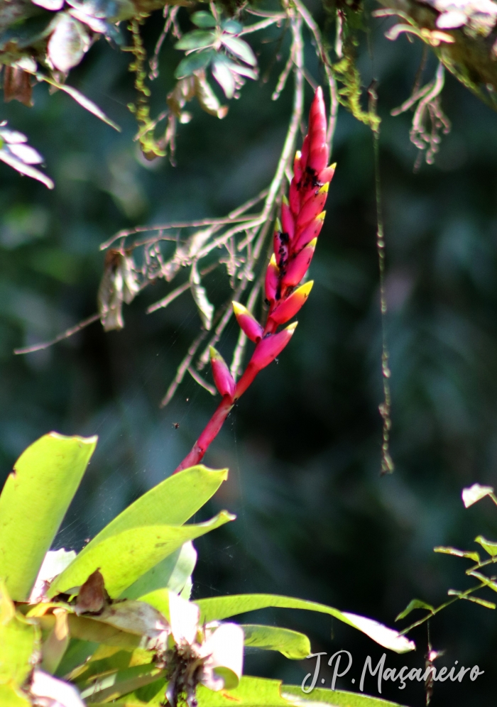 Vriesea platynema