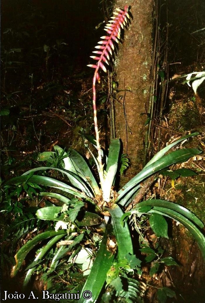 Vriesea platynema