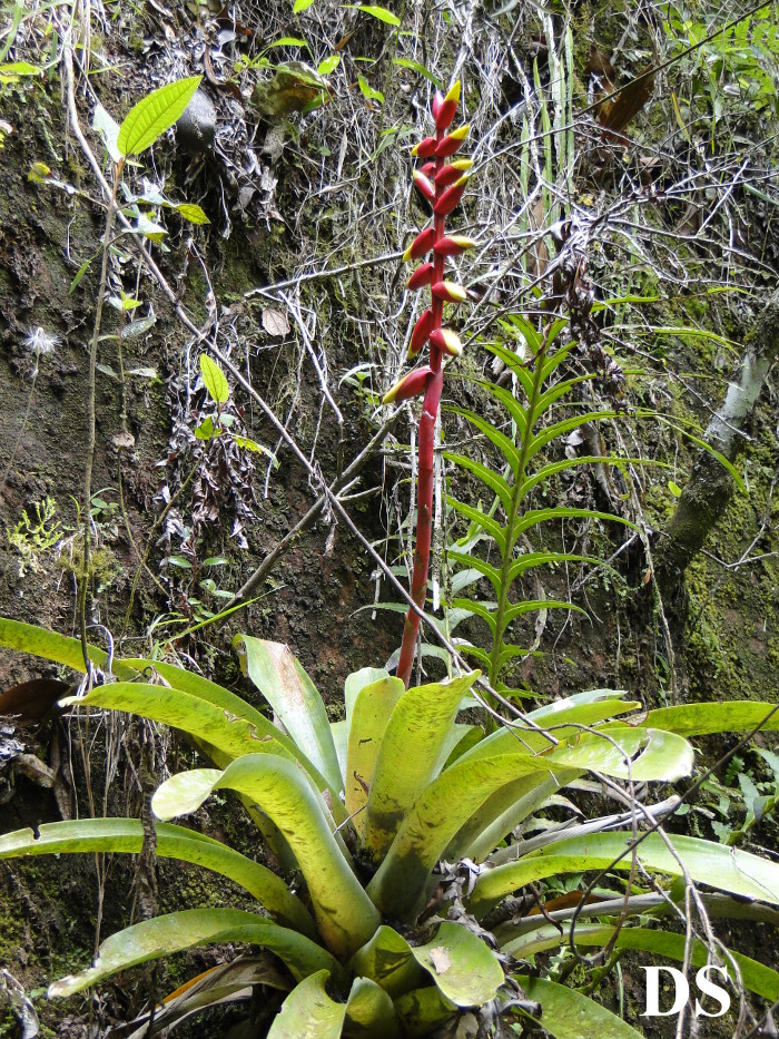 Vriesea platynema