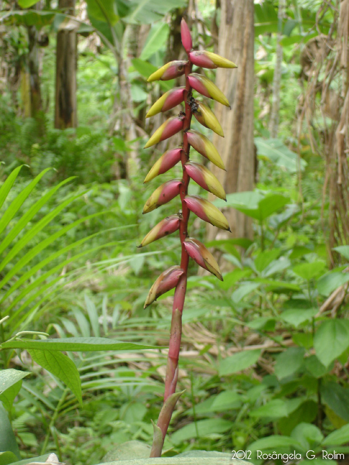 Vriesea platynema