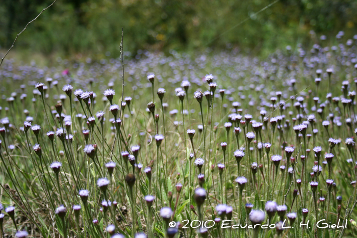 Eupatorium missionum