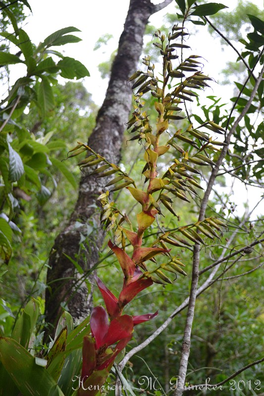 Vriesea reitzii