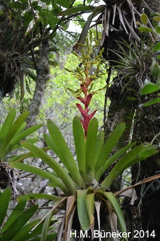 Vriesea reitzii