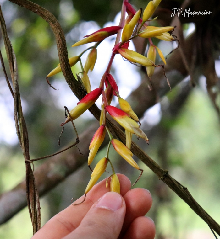 Vriesea rodigasiana