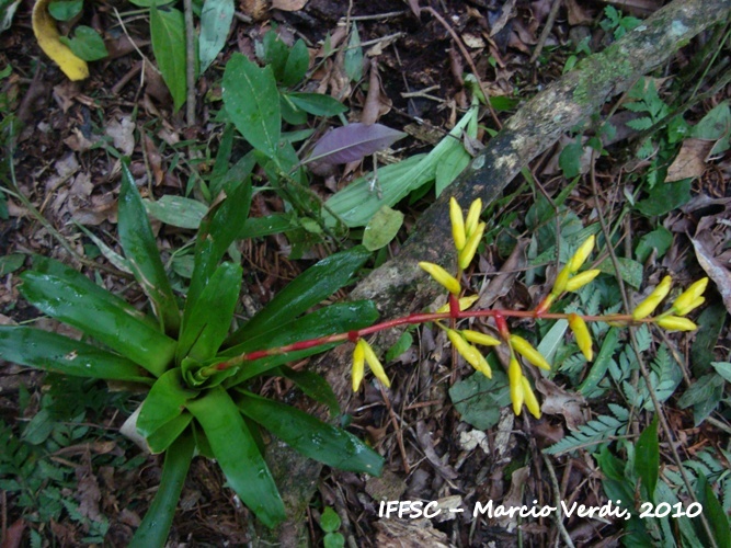 Vriesea rodigasiana