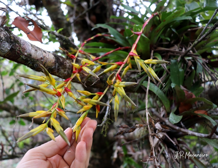 Vriesea rodigasiana