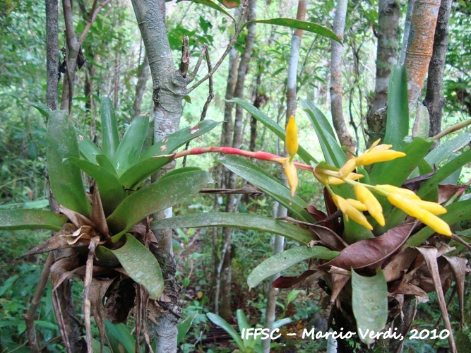 Vriesea rodigasiana