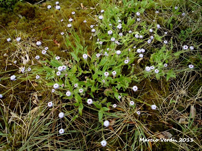 Eupatorium missionum