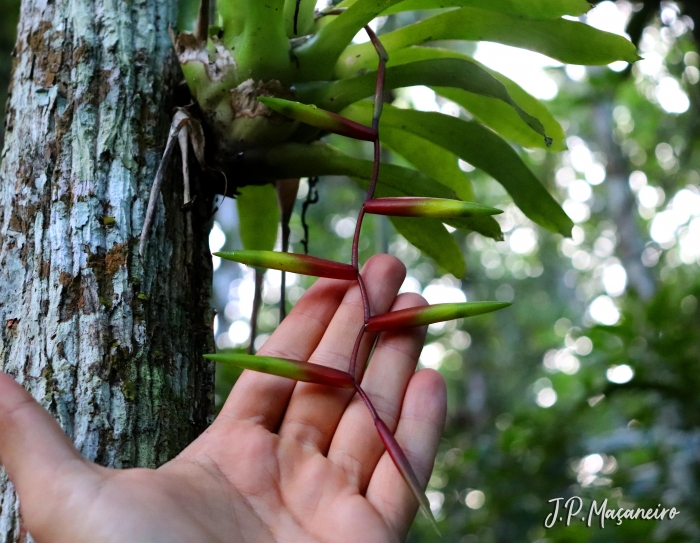 Vriesea scalaris