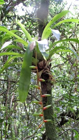 Vriesea scalaris