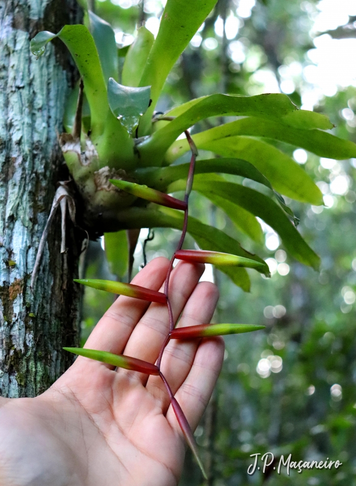 Vriesea scalaris