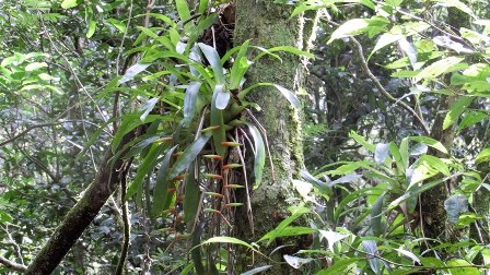 Vriesea scalaris
