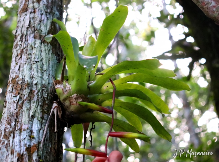 Vriesea scalaris