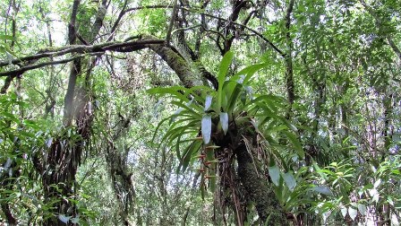 Vriesea scalaris