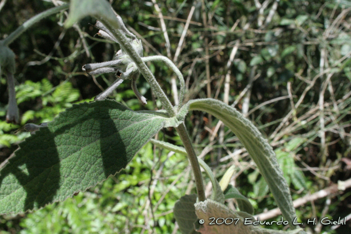 Buddleja ramboi