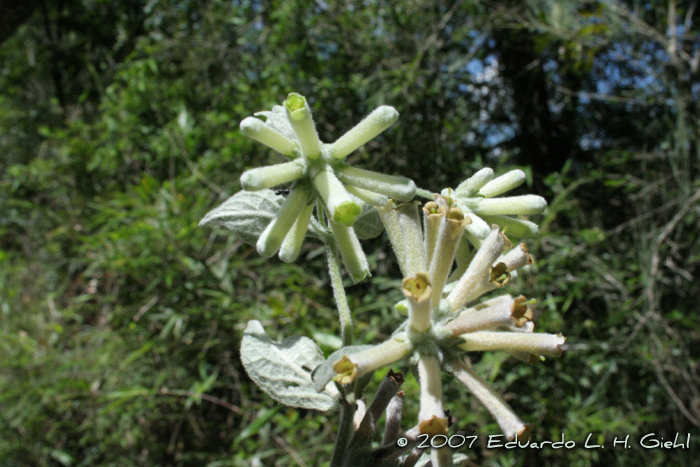 Buddleja ramboi