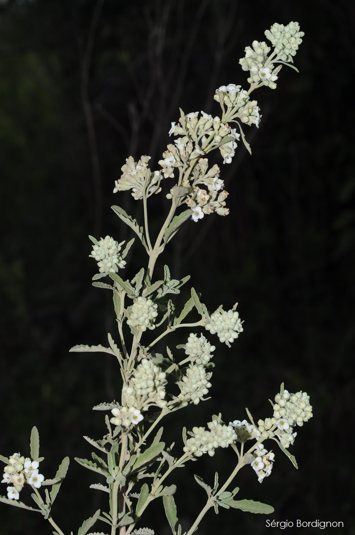 Buddleja ramboi