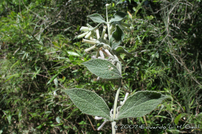 Buddleja ramboi