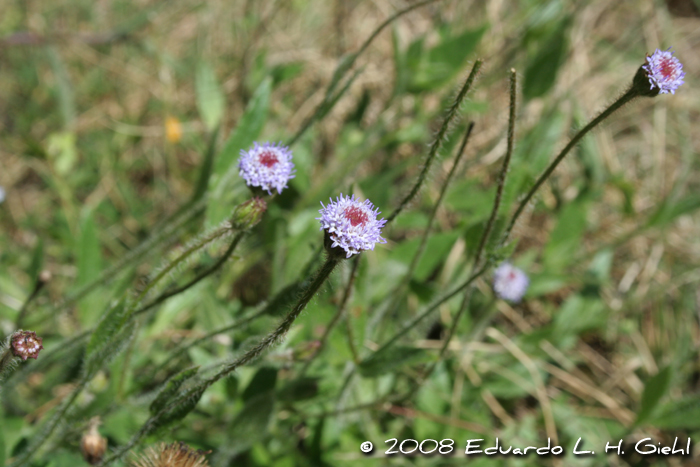 Eupatorium missionum