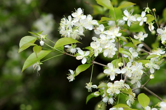 Eugenia uniflora