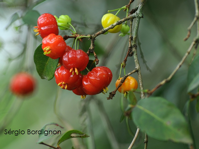 Eugenia uniflora