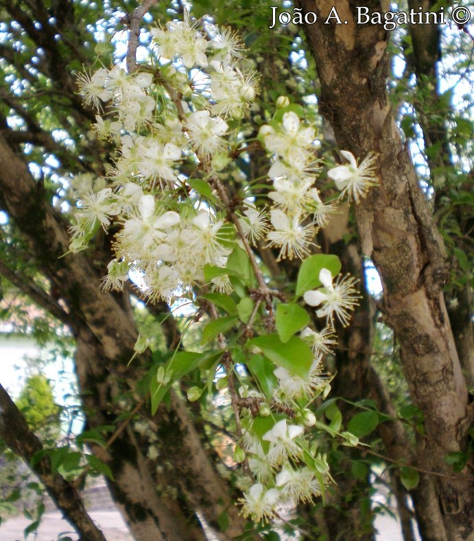 Eugenia uniflora