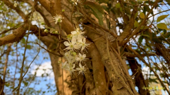 Eugenia uniflora