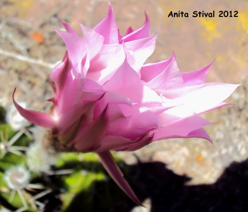 Echinopsis oxygona